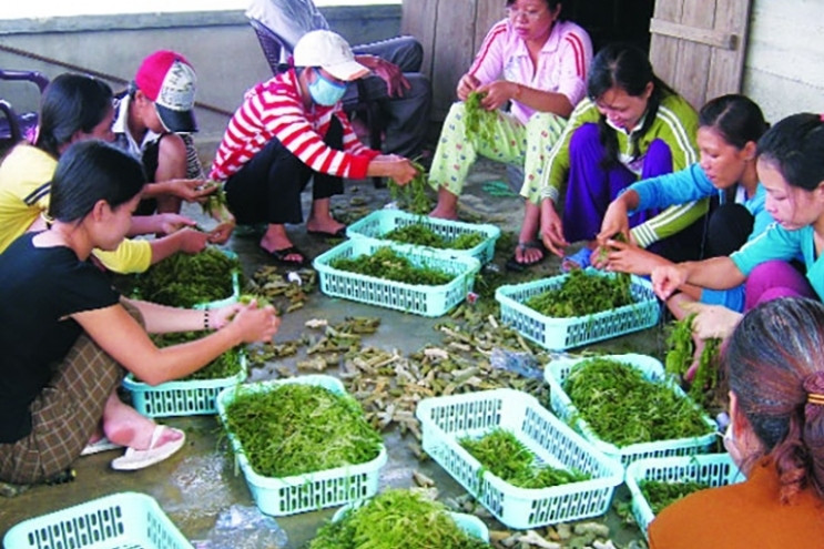Seaweed can become key economic industry of seafood sector