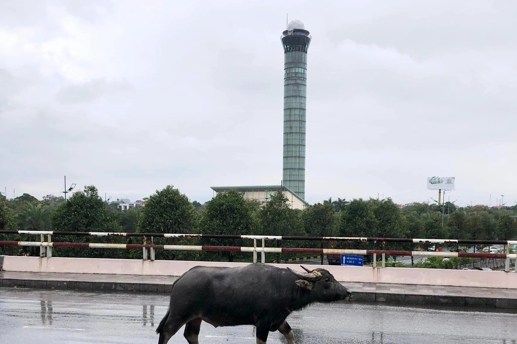 Buffalo found wandering at Noi Bai airport