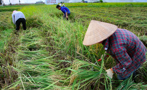 Đẩy mạnh truyền thông góp phần giảm nghèo bền vững ở Tuyên Quang