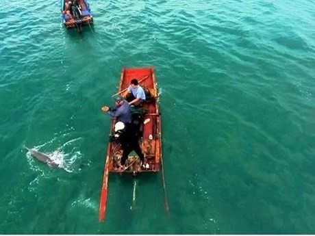 Quang Ninh: Dolphins, whales spotted multiple times around Co To island