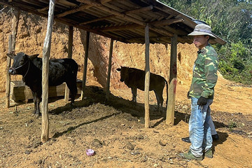 Bất thường cấp bò cho hộ nghèo: Tổ trưởng tiết lộ về quy trình chọn giống