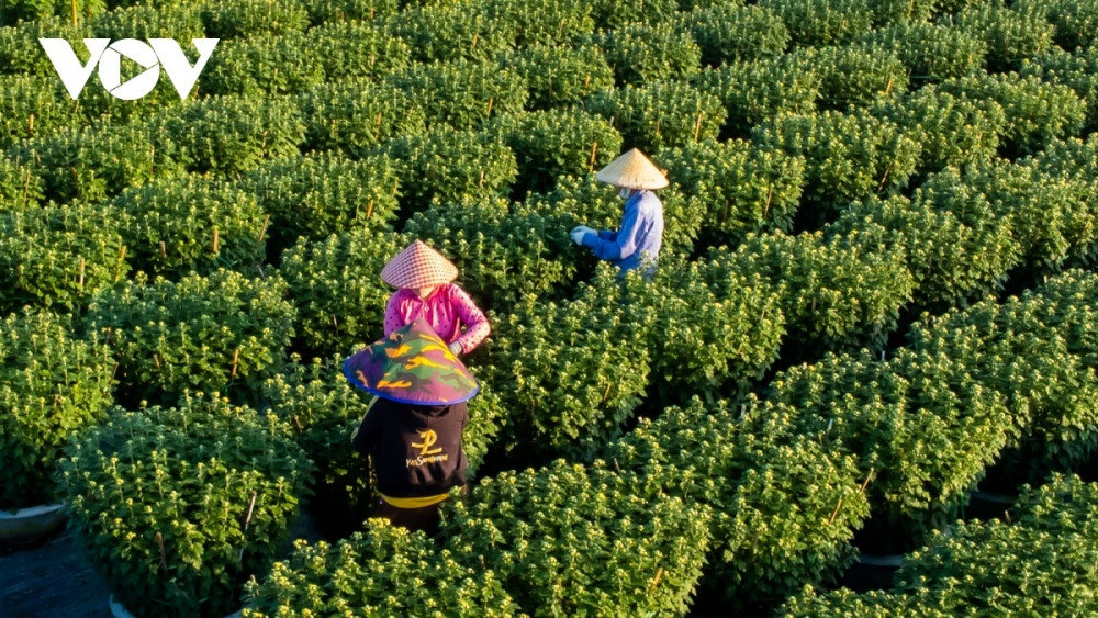 bustling atmosphere descends on da nang flower village as tet approaches picture 1