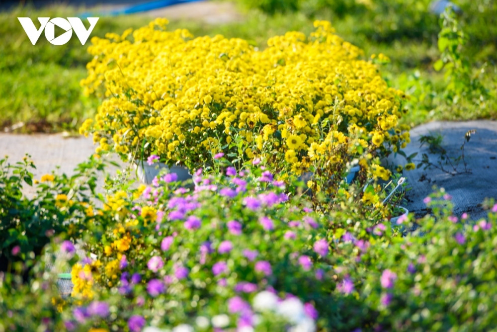 bustling atmosphere descends on da nang flower village as tet approaches picture 2