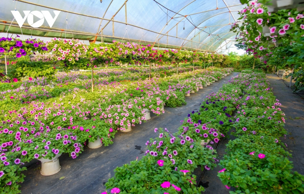 bustling atmosphere descends on da nang flower village as tet approaches picture 4