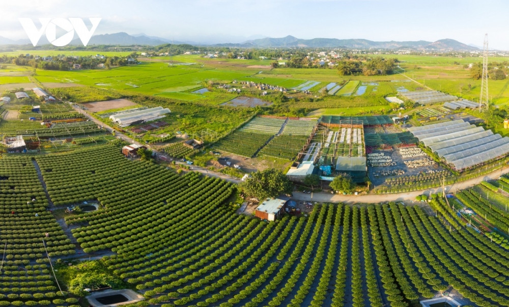bustling atmosphere descends on da nang flower village as tet approaches picture 9
