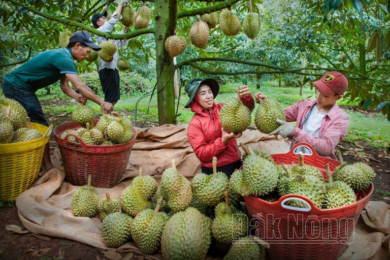 Vietnam boosts durian exports to China, competes with Thailand, Malaysia