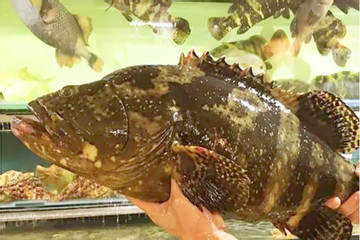 Doanh nghiệp Quảng Ninh chi tiền tỷ mua 18 tấn cá song làm quà Tết cho công nhân