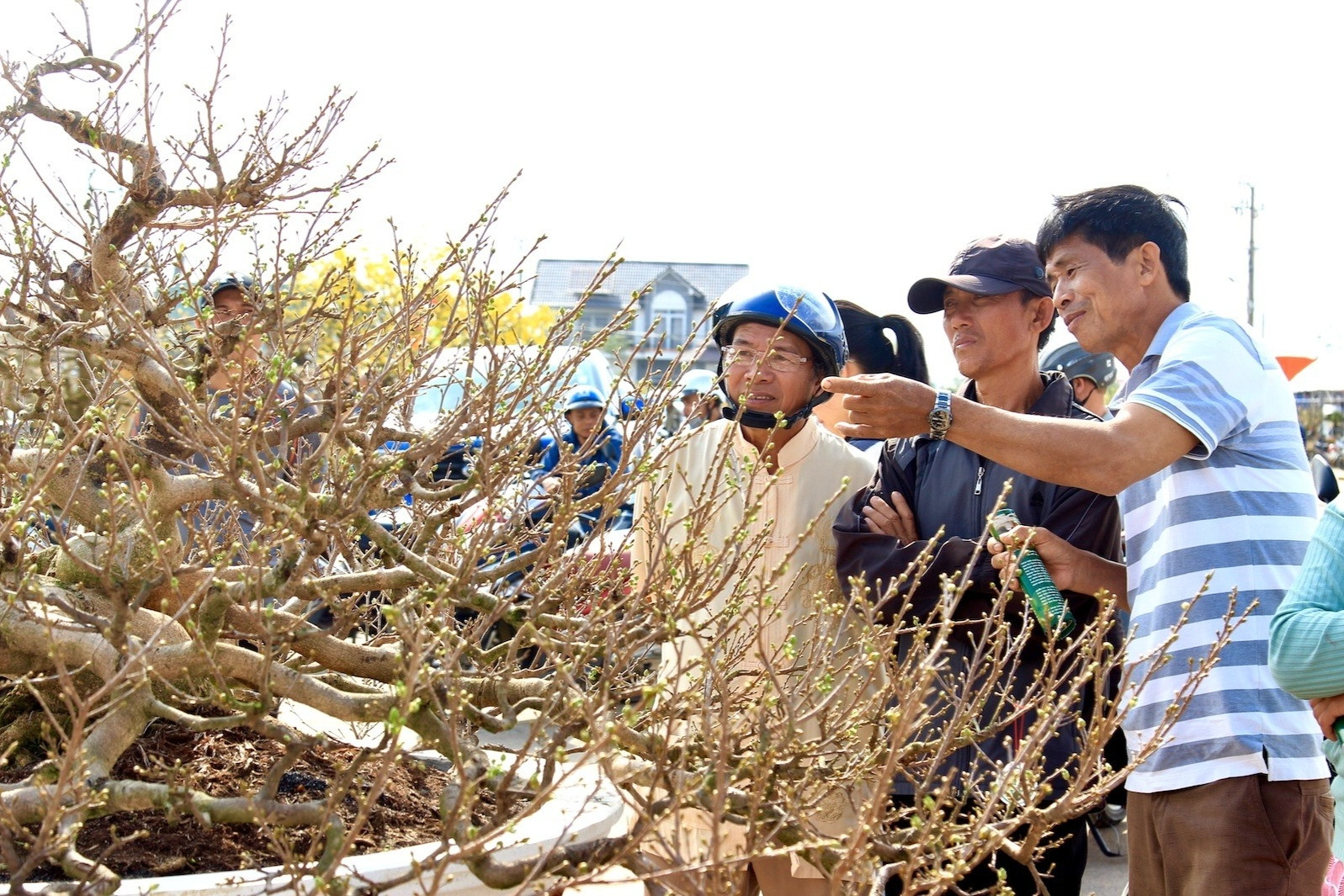 Lão nông 'hét' giá 1 tỷ mới bán cây mai thế độc hơn 30 tuổi