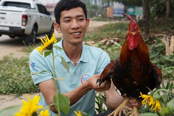 Raising 9-spur cocks, Phu Tho man becomes VND billionaire