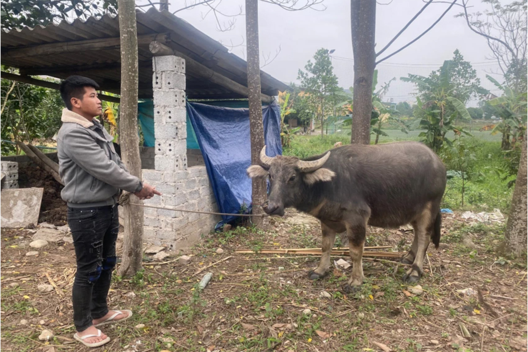 Bản tin cuối ngày 28/1: Đạo tặc tự dắt trâu tới đồn công an đầu thú