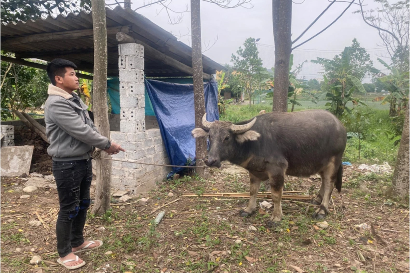 Đạo tặc tự dắt trâu tới đồn công an đầu thú