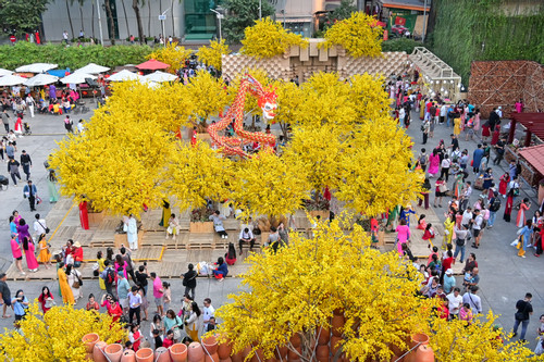 Vườn mai 50 cây vàng rực ở trung tâm TP.HCM, du khách xúng xính check-in đón Tết