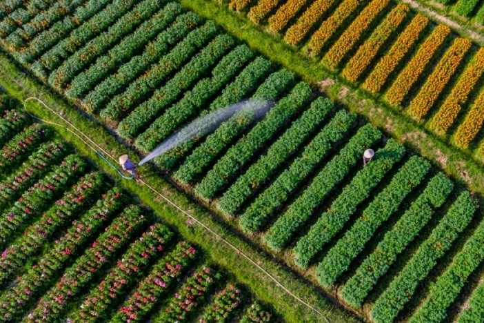 Binh Duong flower village in full bloom ahead of New Year