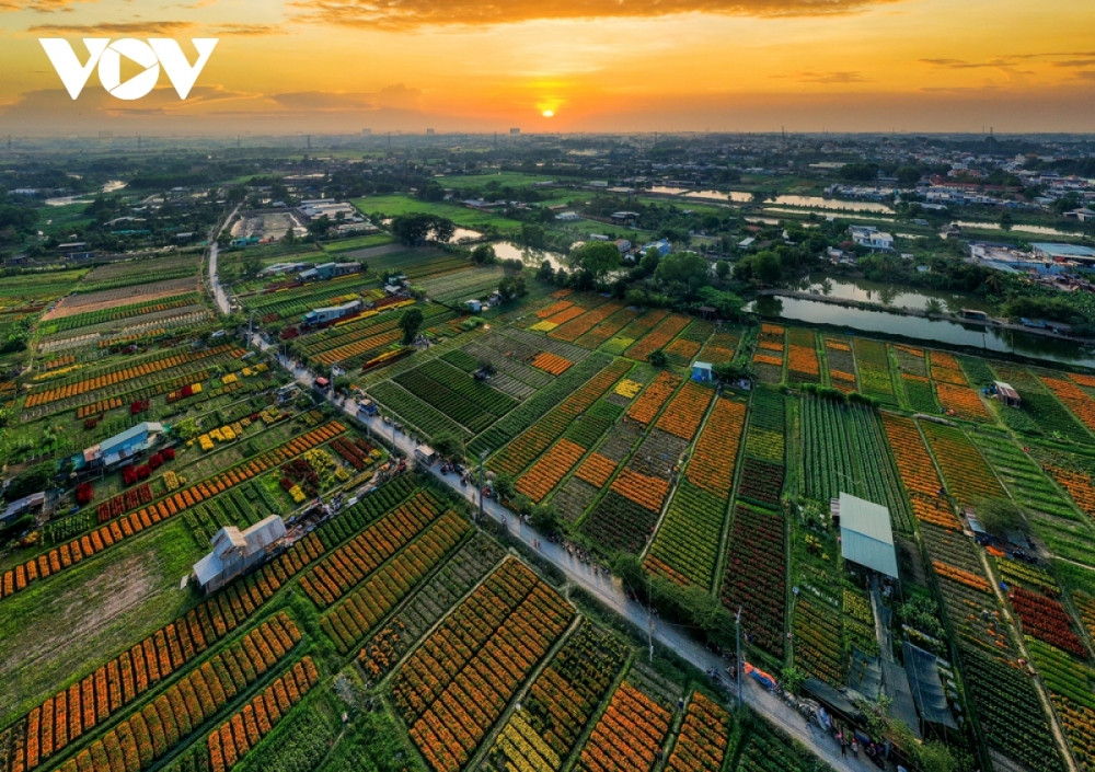 binh duong flower village in full bloom ahead of new year picture 1