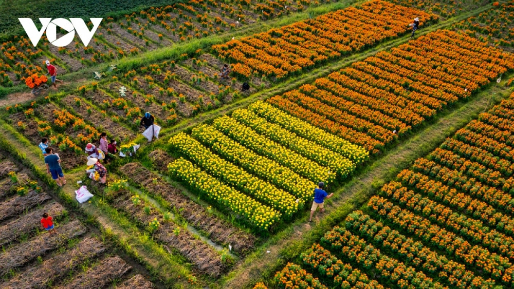 binh duong flower village in full bloom ahead of new year picture 3