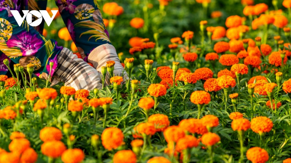 binh duong flower village in full bloom ahead of new year picture 6