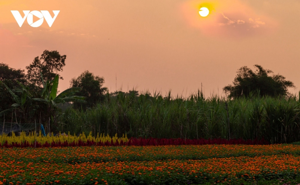 binh duong flower village in full bloom ahead of new year picture 8