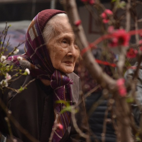 Hang Luoc traditional floral market ready for Tet