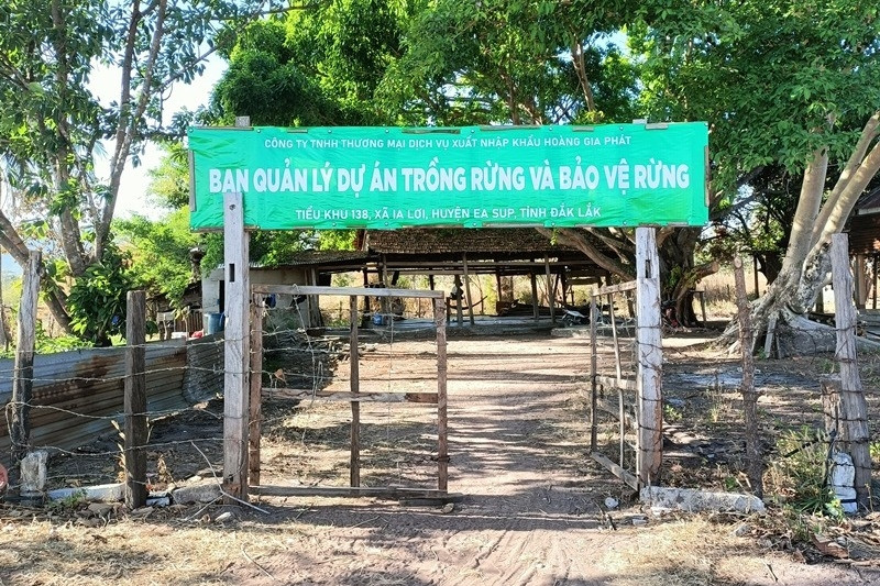 Hé lộ nguyên nhân Hoàng Gia Phát để 'mất' gần 400ha đất rừng