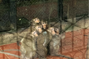Sự thật lời khẩn cầu vườn thú Hà Nội, 'đàn thú co ro ôm nhau trong giá rét'
