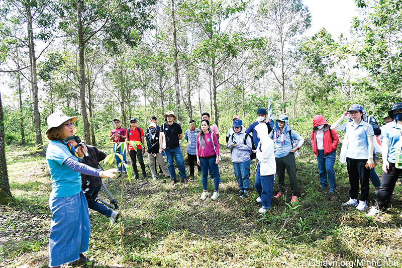 Vietnam plants 770 million trees in 2021-2023