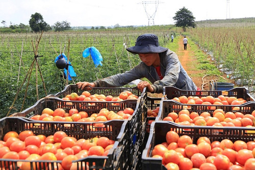 VN warned of barriers facing farm exports, told to improve quality