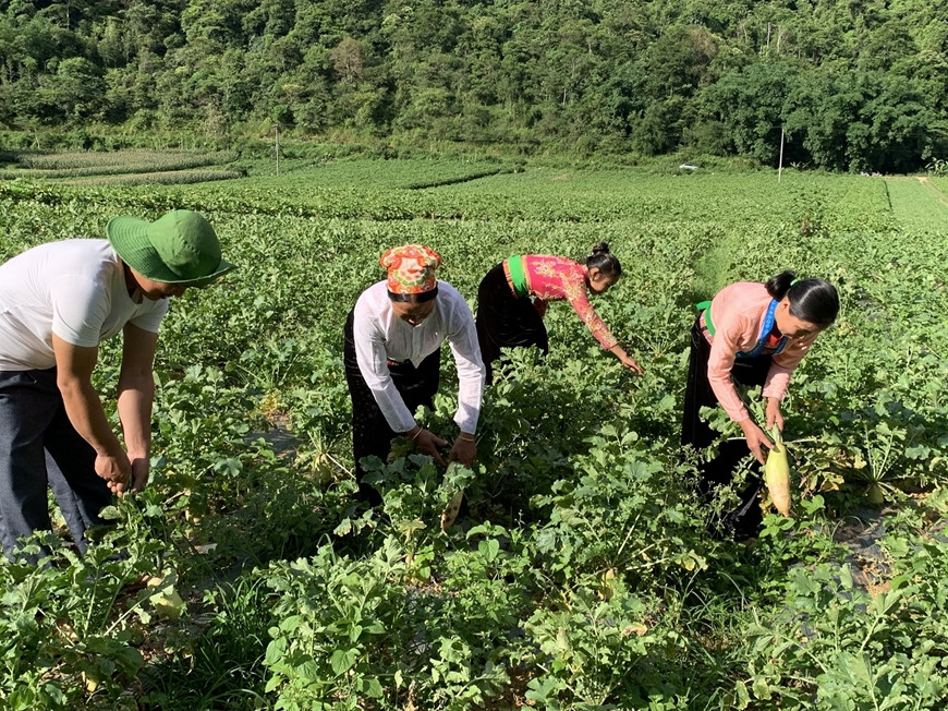 anh bai 36 hoa binh.jpg