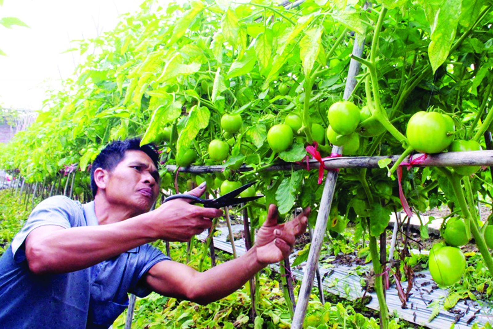 Hà Nam thành công bước đầu với mô hình các HTX rau hữu cơ