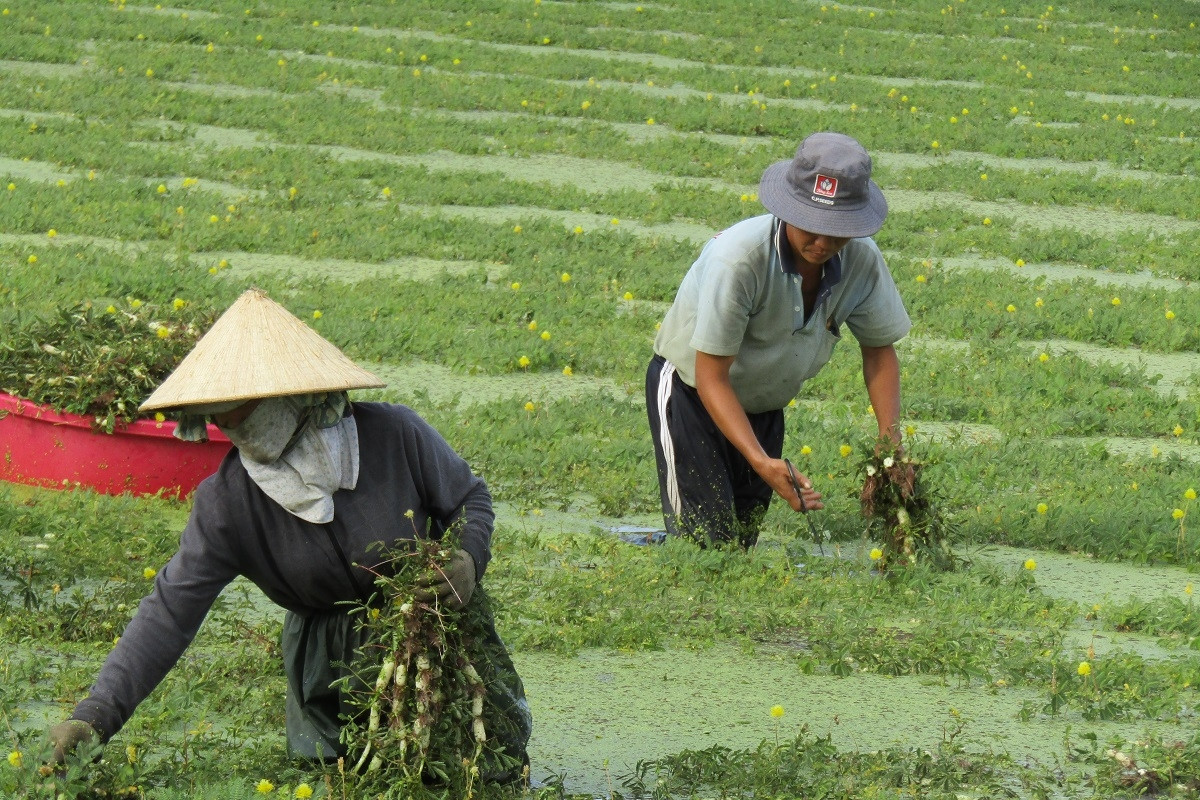 Hậu Giang chú trọng phát triển mô hình kinh tế tập thể, hợp tác xã