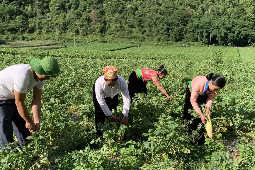 Kinh tế tập thể, hợp tác xã phát huy hiệu quả tại Hòa Bình