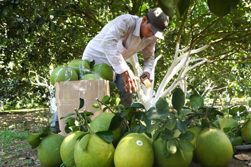 Liên kết sản xuất nông nghiệp giúp nông dân Khánh Hòa thoát nghèo
