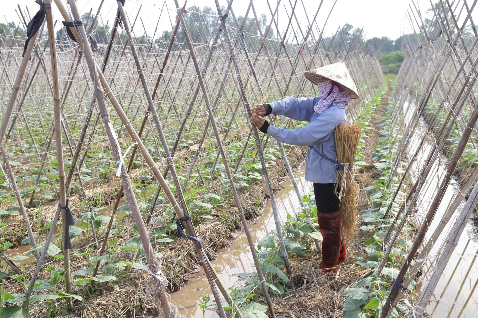 Lực đẩy giúp nông nghiệp Kim Bảng phát triển