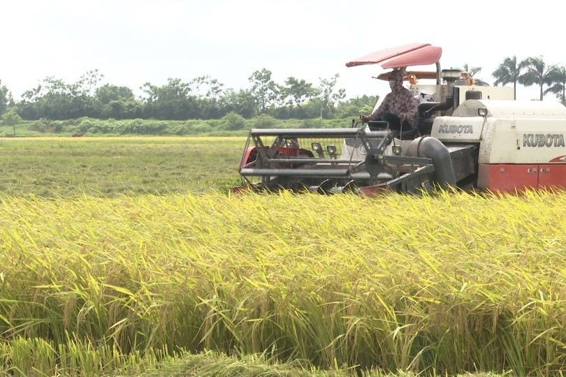 Mô hình điểm về tập trung ruộng đất trồng lúa quy mô lớn ở Thái Bình