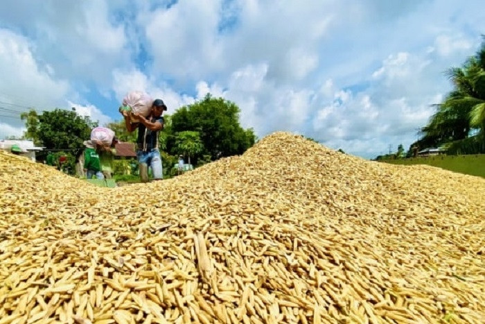 Mô hình mẫu ở miền Tây Nam Bộ về đấu giá lúa