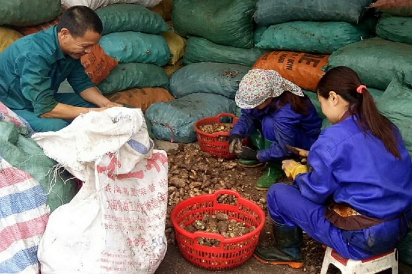 Nâng cao vai trò hợp tác xã trong liên kết sản xuất và tiêu thụ nông sản