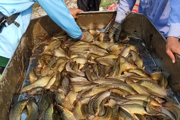 Tìm hướng đi mới bằng mô hình nuôi thủy sản liên kết, khép kín