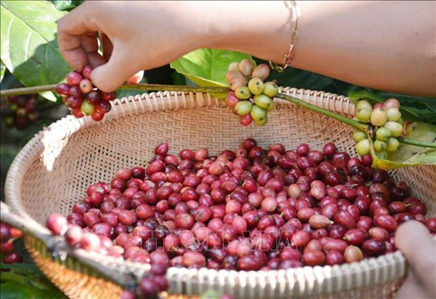 Vietnam’s Coffee Exports Reach Nearly 4.2 Billion USD In 2023