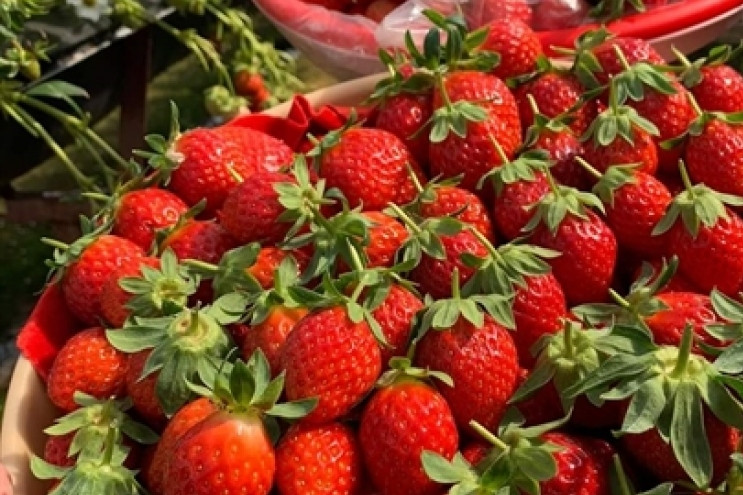 Da Lat strawberry recognised among top ten specialties of Vietnam