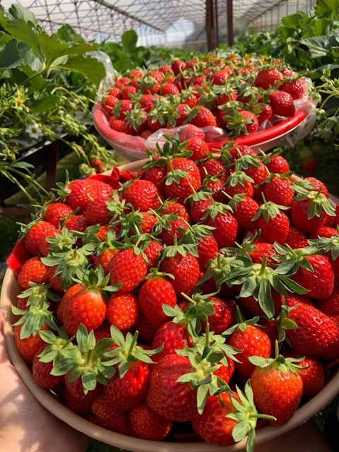 da lat strawberry recognised among top ten specialties of vietnam picture 1