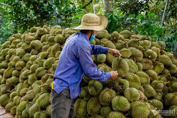 VN expected to earn $3.5 billion from durian exports