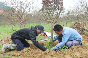 Kiếm tiền triệu từ nghề đào thuê cây 'hoa tươi thắm' dịp cận Tết