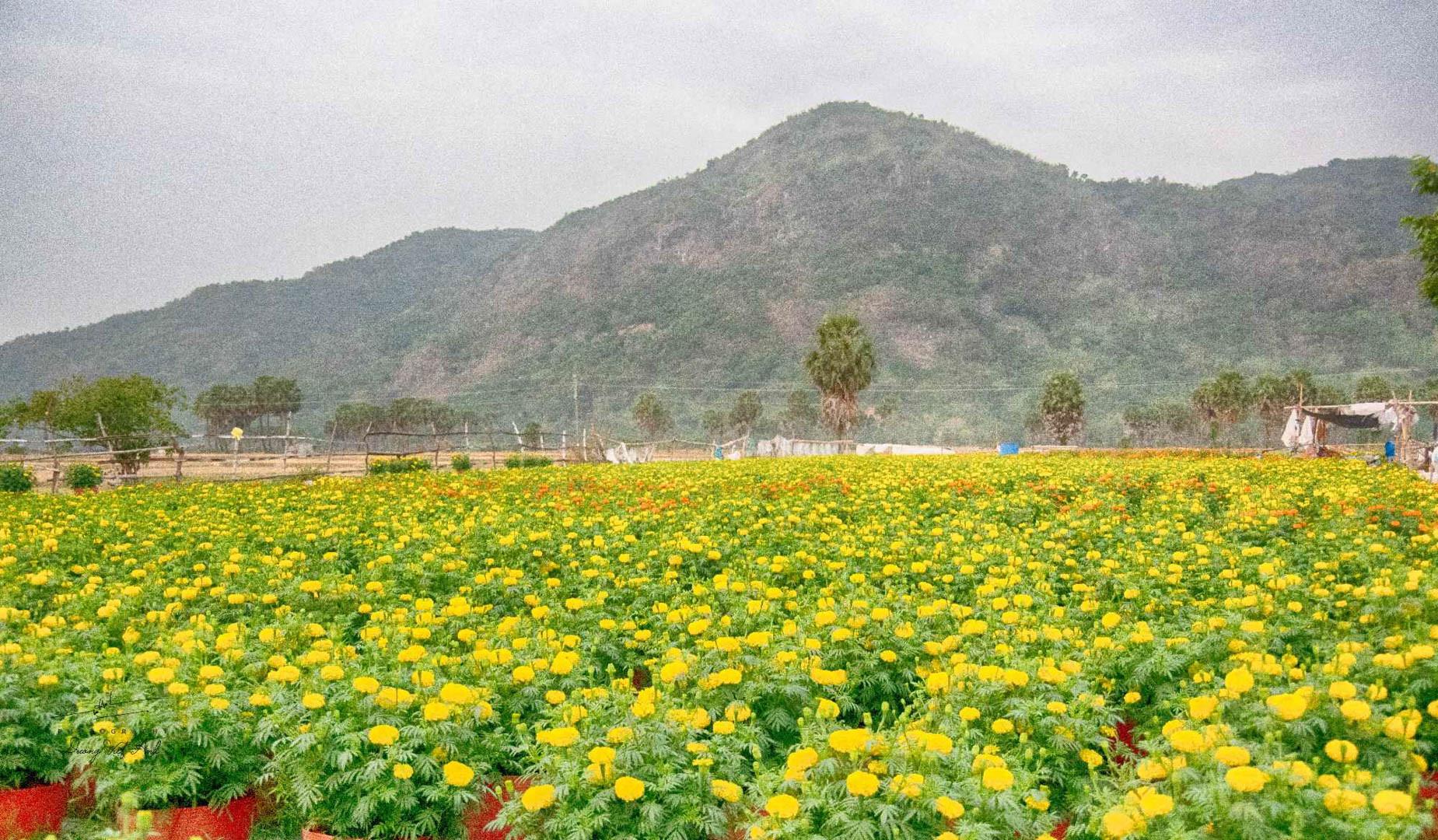 lang hoa an giang 6.jpg