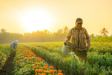 Làng hoa kiểng miền Tây trổ sắc, biến thành 'phim trường' rực rỡ dịp giáp Tết