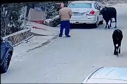 Người đàn ông bị bò 'điên' húc văng khi đang đi bộ trên đường