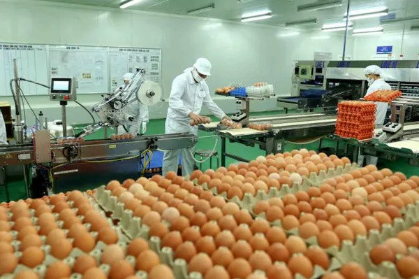 Vietnam has potential to promote livestock product exports to China