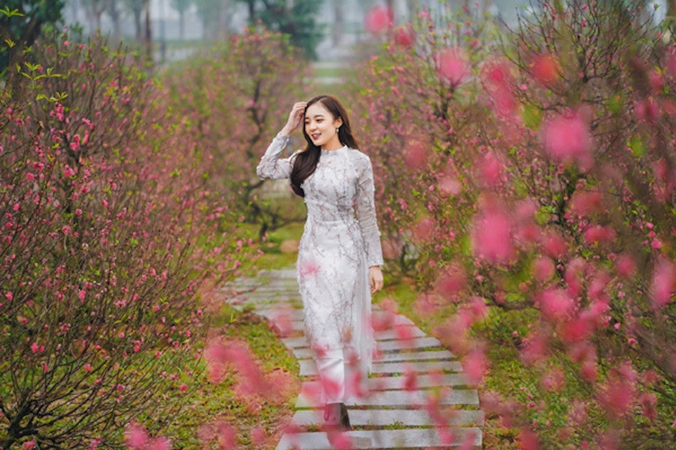 hanoi to host debut tet peach blossom and kumquat tree festival picture 1