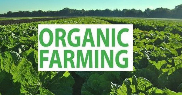 Vietnam to spur green and organic farming