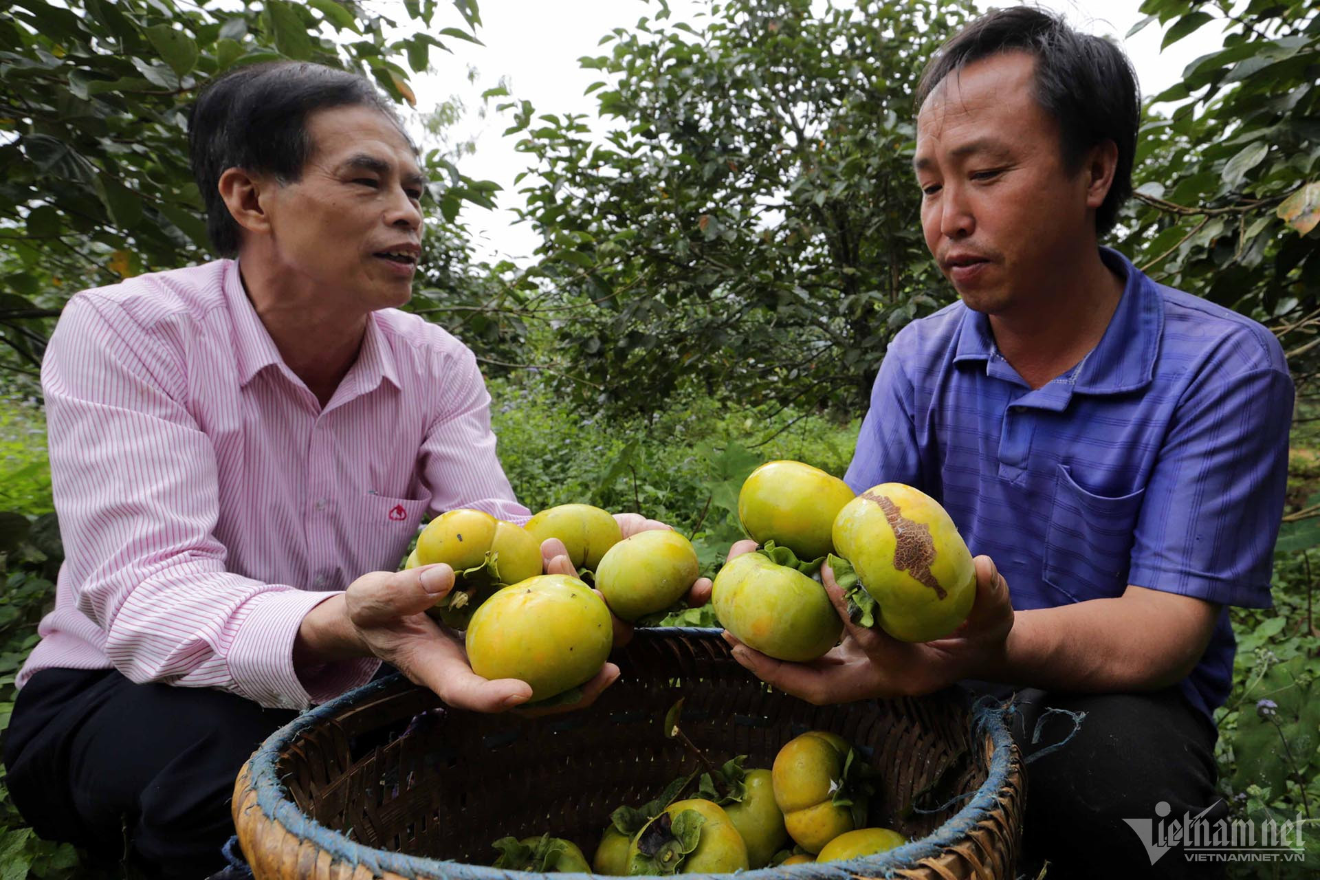W-a15-thao-a-phong-nam-khat-mcc-6955-1.jpg