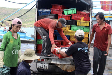 Các quốc gia ‘mạnh tay’ với hải sản khai thác bất hợp pháp