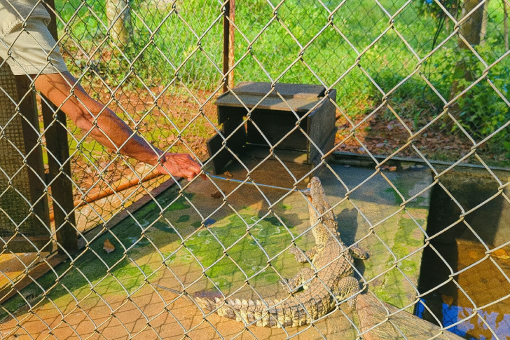 dong vat hoang da1.png